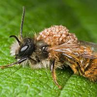 Red Mason Bee with Mites 
